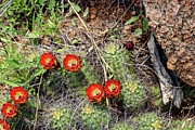 Claret Cup Cactus in Bloom - Enchanted Rock Photograph by Brigitte Blanchette Thompson Claret Cup Cactus in Bloom - Enchanted Rock Photograph by Brigitte Blanchette Thompson