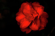 Red Camelia Photograph by Bonnie Colgan Red Camelia Photograph by Bonnie Colgan