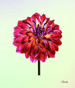Red Dahlia Tinted With Yellow Photograph by Susan Savad Red Dahlia Tinted With Yellow Photograph by Susan Savad