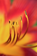 Red Daylily Glow Photograph by Amy Dundon
