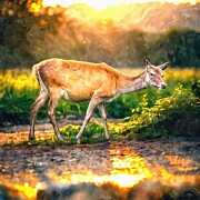 Red Deer in the Countryside Mixed Media by Call Me Abbie - Abbie Shores