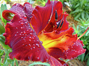 Red Dew Photograph by Amy Dundon