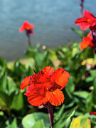 Red Flower by the Water's Edge Photograph by Leslie Brashear