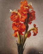 Red Gladioli Digital Art by Samuel HUYNH