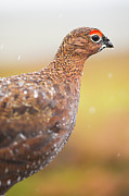 Red Grouse on a dry stone wall in the rain Photograph by Anita Nicholson