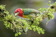 Red-headed Barbet Photograph by Adam Rainoff