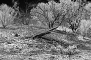Red Landscape 3bw Photograph by Werner Padarin Red Landscape 3bw Photograph by Werner Padarin