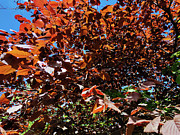 Red leaves Photograph by Robert Grac Red leaves Photograph by Robert Grac