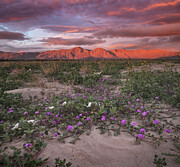 Red Mountains in Anza Borrego Desert State Park Photograph by William Dunigan