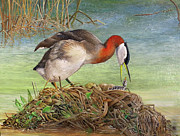 Red-necked Grebe at Nest Painting by Barry Kent MacKay Red-necked Grebe at Nest Painting by Barry Kent MacKay