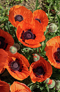 Red poppies and green leaves 1 Photograph by Adriana Mueller