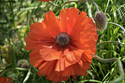 Red poppy and green meadow Photograph by Adriana Mueller
