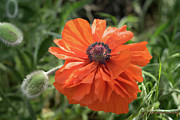Red poppy blooms on the green summer meadow Photograph by Adriana Mueller Red poppy blooms on the green summer meadow Photograph by Adriana Mueller