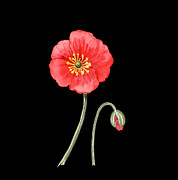 Red Poppy With Bud Watercolor Flower Painting by Irina Sztukowski