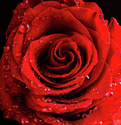 Red Rose Bud with water drops Photograph by Jelena Jovanovic