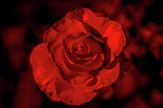 Red Rose Photograph by Jessy Chaidez
