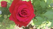 Red Rose Photograph by Russ Orlando Red Rose Photograph by Russ Orlando