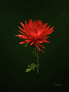 Red Spider Mum Photograph by Susan Savad Red Spider Mum Photograph by Susan Savad