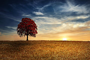Red tree in the golden field Photograph by Dejan Travica