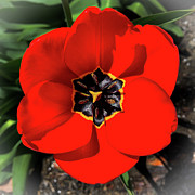 Red Tulip Photograph by Jim Feldman Red Tulip Photograph by Jim Feldman