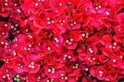 Red Wildflowers 01 Photograph by William Gunn Red Wildflowers 01 Photograph by William Gunn