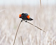 Red-winged blackbird 8, UW Arboretum, Madison, WI Photograph by Steven Ralser Red-winged blackbird 8, UW Arboretum, Madison, WI Photograph by Steven Ralser