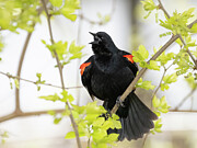 Red-Winged Blackbird and a Spring Song Photograph by Kristia Adams