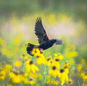 Red-winged Blackbird and Yellow Coneflowers Photograph by Victoria Plut