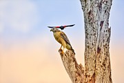 Red winged blackbird attacking red-shouldered hawk Photograph by David McKinney Red winged blackbird attacking red-shouldered hawk Photograph by David McKinney