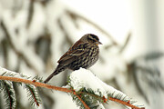Red-Winged Blackbird - immature Photograph by Laurie Lago Rispoli