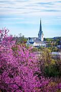 Redbud and Steeple Photograph by C  Renee Martin