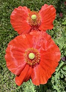 Reddish Orange Poppy Photograph by Merle Grenz Reddish Orange Poppy Photograph by Merle Grenz