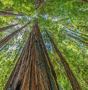 Redwood Canopy Photograph by William Gunn