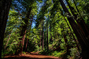 Redwood Forest  Photograph by Rich Cruse