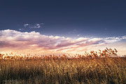 Reed in the wind Photograph by Dejan Travica