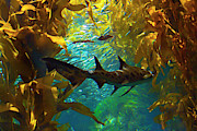 Reef Shark in the Kelp Forest Photograph by Bonnie Follett