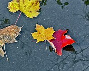 Reflecting on Autumn Photograph by Sarah Lilja Reflecting on Autumn Photograph by Sarah Lilja