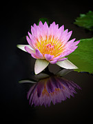 Reflecting. Photograph by Usha Peddamatham
