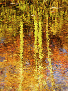 Reflection of Fall Trees Photograph by Charles Floyd Reflection of Fall Trees Photograph by Charles Floyd