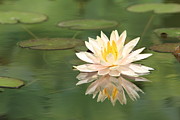 Reflections of a Lilly Photograph by Tammie M Phillips
