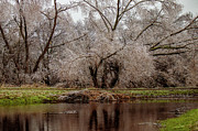 Reflections of Frozen Trees on a Winter Pond in Austin Texas Photograph by Brigitte Blanchette Thompson