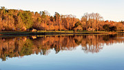 Reflections on Swan Lake Photograph by Denise Harty Reflections on Swan Lake Photograph by Denise Harty