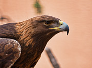 Regal Golden Eagle Photograph by Segura Shaw Photography Regal Golden Eagle Photograph by Segura Shaw Photography