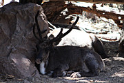 Reindeer Relaxing Photograph by Colleen Cornelius