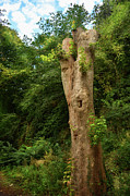 Rejuvenation Photograph by Yvonne Johnstone