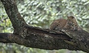 Relaxing Indian Leopard Photograph by Puttaswamy Ravishankar Relaxing Indian Leopard Photograph by Puttaswamy Ravishankar