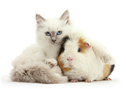 Relaxing on My Guinea Friend Photograph by Warren Photographic Relaxing on My Guinea Friend Photograph by Warren Photographic