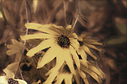 Remembering Summer Photograph by Bentley Davis Remembering Summer Photograph by Bentley Davis