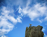 Resting Bird Photograph by Anamar Pictures Resting Bird Photograph by Anamar Pictures