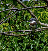 Resting Kingfisher Photograph by Brian Shoemaker Resting Kingfisher Photograph by Brian Shoemaker